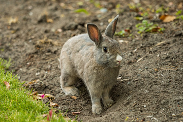 cute grey rabbit digging a hole on a dirt ground
