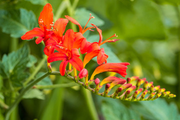 red Crocosmia flower with green leaves background