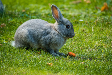 grey rabbit having a carrot slowly on the grass field