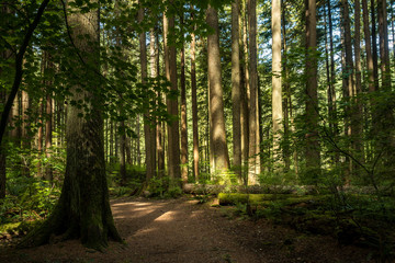 Obraz premium sun light shedding through the thick foliage in the forest 