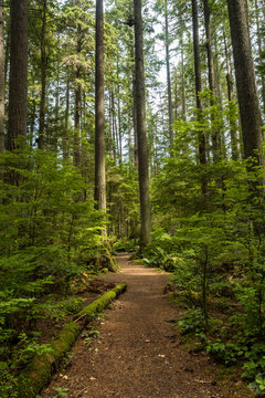 dirt trail inside forest 