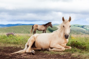 The horse runs gallop on the field