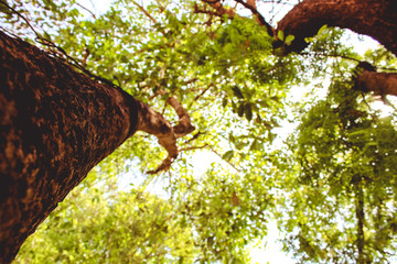 Fototapeta premium Tree