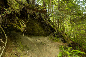 Fototapeta premium slope face with exposed tree roots system in the forest