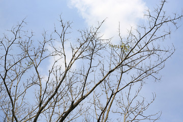 Leafless trees against the cloudy sky.