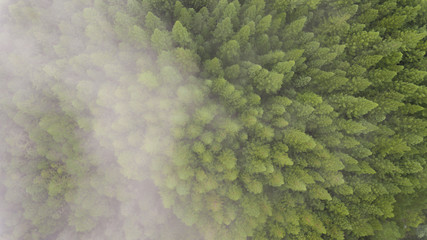 Treetops and Cloudy Forest From Above 