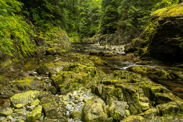 Naklejka na ściany i meble clear water running through beautiful creek with moss covered rocks and surrounded by forest