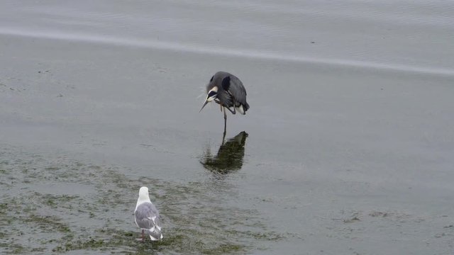 Ultra high definition 4k video of a heron preening and grooming wading in water with a seagull standing next to it during lowtide in White Rock british columbia Canada closeup
