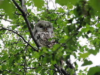 Ural owl (Strix uralensis)