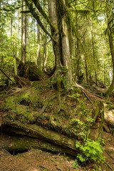 Naklejka premium pnie drzew zakopane pod innymi korzeniami w lesie