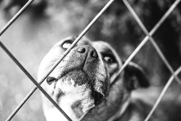 Bull terrier dog behind fence