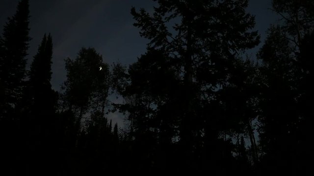 Traveling forest at night.