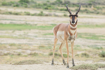 Wyoming Antelope