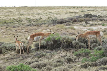 Wyoming Antelope
