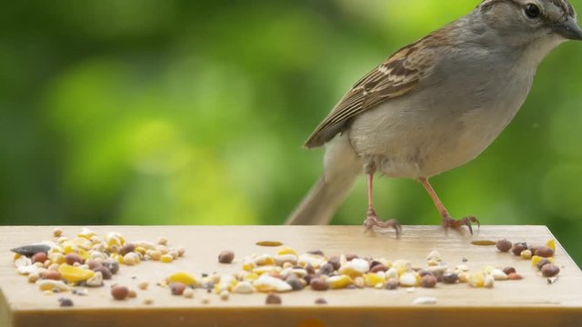Tiny sparrows blown off perch on a windy day