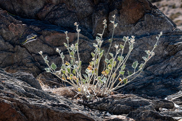 Obraz premium Nelson Ridge