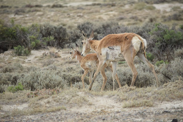Naklejka na ściany i meble Wyoming Antelope