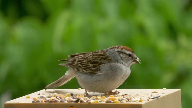 Bird fail silly Chipping Sparrow with seed shells on it&rsquo;s beak