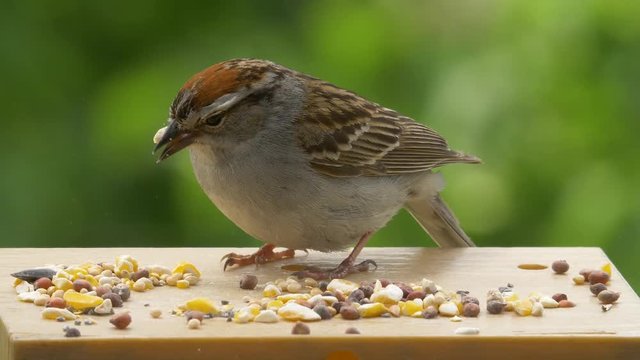 Close up side view of a tiny chipping sparrow chewing a peanut