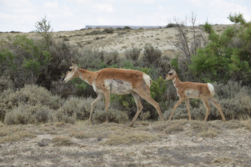 Wyoming Antelope