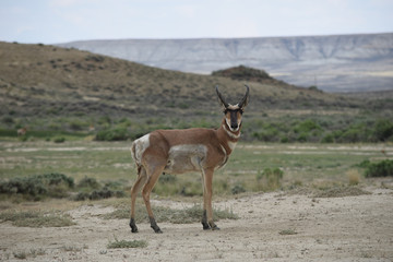 Wyoming Antelope
