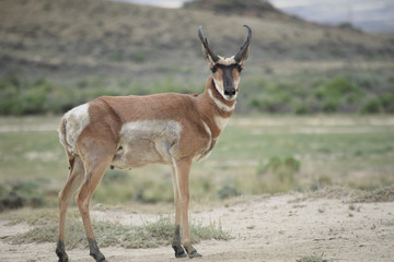 Wyoming Antelope