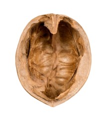 macadamia nuts