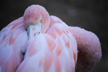 Young Flamingo