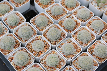 Group of cactus in greenhouse growing.