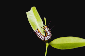 Striped Blue Crow (Euploea mulciber) caterpillar