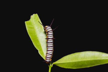 Striped Blue Crow (Euploea mulciber) caterpillar