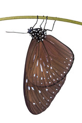 Striped Blue Crow (Euploea mulciber) butterfly