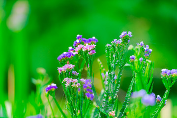 Flowers in the garden
