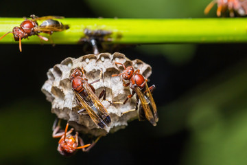 Close up of brown paper wasp