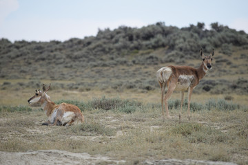 Wyoming Antelope