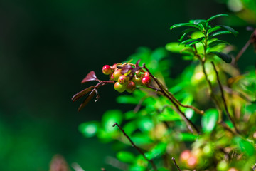 Wild blueberries in the forest