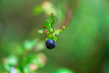 Wild blueberries in the forest