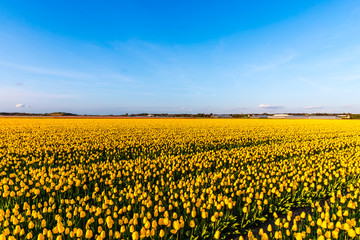 Fototapeta premium Holland landscape at the springtime