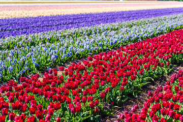 Tulips field in Holland at the sopringtime