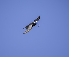Flying Black Tern with Fish