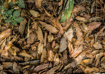 Photographs of a pile of leaves lying on the ground.