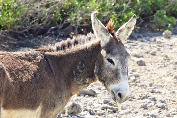 Wild donkey on the side of the road in the island of Bonaire