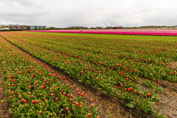 Amazing flowers field