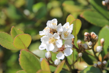 車輪梅の花(宮城県)