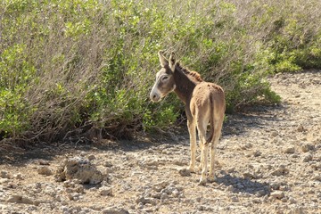 Wild donkey on the side of the road in the island of Bonaire
