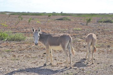 Naklejka na ściany i meble Wild donkey on the side of the road in the island of Bonaire