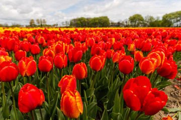 Amazing flowers field