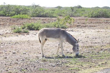Wild donkey on the side of the road in the island of Bonaire