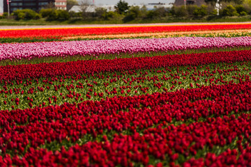 Tulips flowers field in Holland