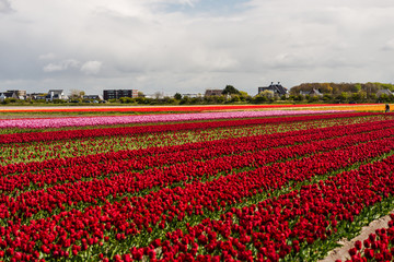 Fototapeta premium Tulips flowers field in Holland